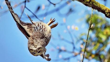 Majestic Owl in Flight Above Trees wallpaper