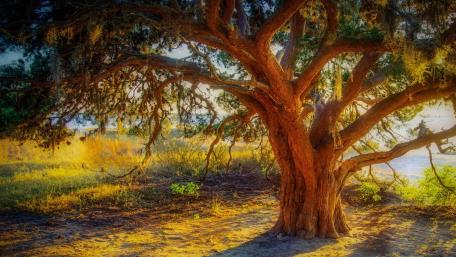 Majestic Tree in Golden Light wallpaper