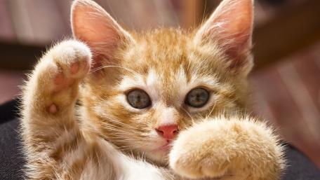 Playful Ginger Kitten Enjoying a Sunny Day wallpaper