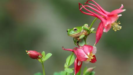 Vibrant Green Frog on Colorful Flowers wallpaper