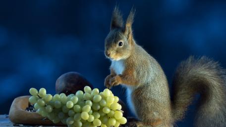 Charming Squirrel Enjoying Grapes wallpaper