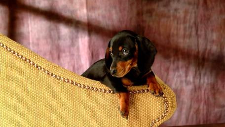 Adorable Dachshund Puppy Relaxing on Couch wallpaper
