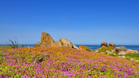 Vibrant Flower Carpet by the Sea wallpaper