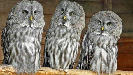 Majestic Owls in Harmony With Nature wallpaper