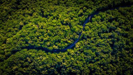 Amazon River wallpaper