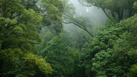 Mystical Green Forest in Foggy Serenity wallpaper