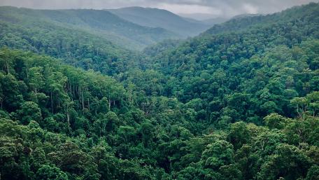 Lush Green Forest Landscape in 4K Quality wallpaper