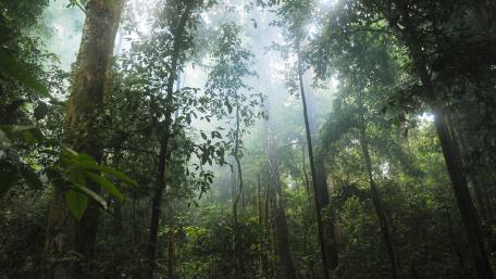 Amazon Rainforest wallpaper
