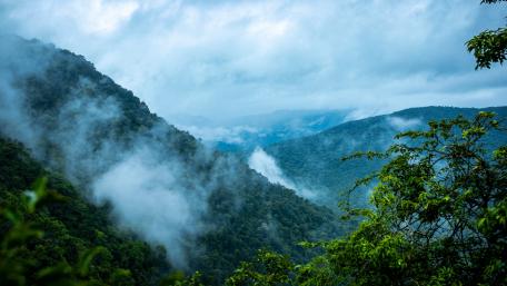 Misty Rainforest Serenity in 5K Resolution wallpaper