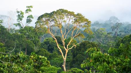 Majestic Tree in a Lush Green Forest wallpaper