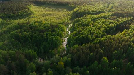 Tranquil Green Forest and River View wallpaper