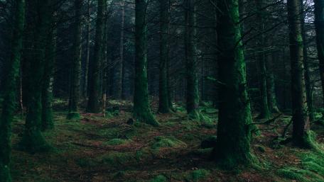 dark forest wallpaper