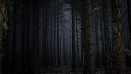 Night at the forest wallpaper