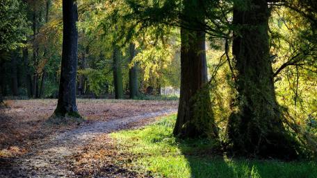 Serene Forest Pathway Through Nature's Embrace wallpaper