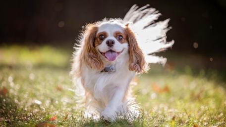 Joyful Cavalier King Charles Spaniel in a Sunny Field wallpaper