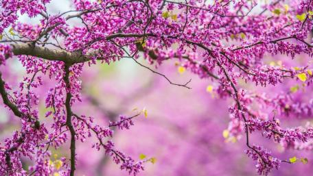 Purple Blossoms in Springtime Splendor wallpaper