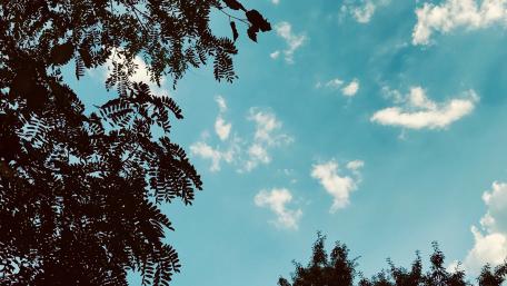 Serenity in the Sky Above Trees wallpaper