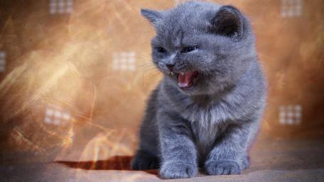 Adorable Grey Kitten with Playful Expression wallpaper
