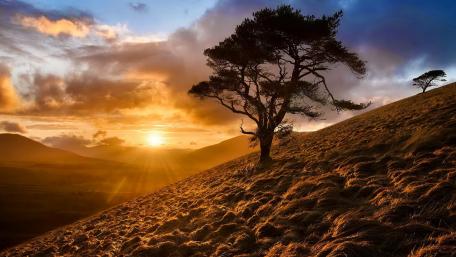 Solitary Tree Against a Stunning Sunset wallpaper
