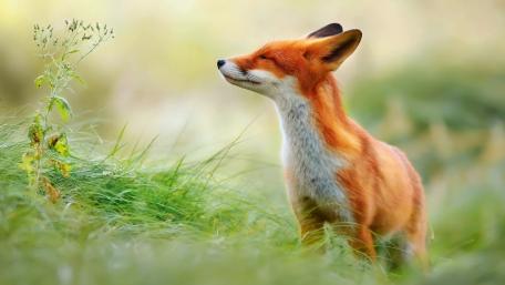 Majestic Fox Enjoying the Scent of Nature wallpaper