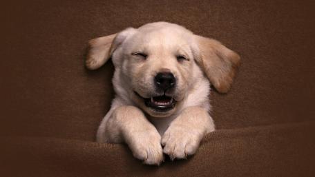 Cheeky Pup's Nap Time wallpaper
