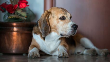 Beagle Relaxing at Home wallpaper