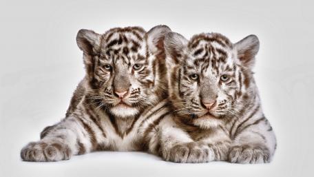 Cute White Tiger Cubs Resting Together wallpaper