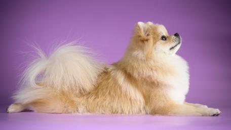 Playful Pomeranian on Vibrant Background wallpaper