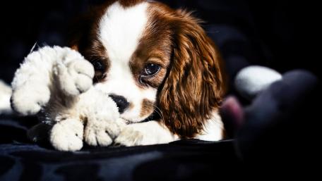 Adorable Cavalier King Charles Spaniel Puppy Playing wallpaper