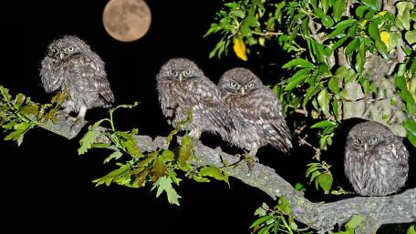 Owl Quartet Under the Full Moon wallpaper