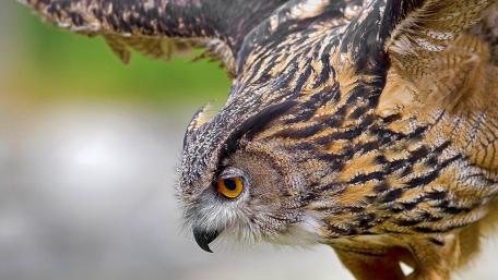 Majestic Flight of the Eurasian Eagle-Owl wallpaper