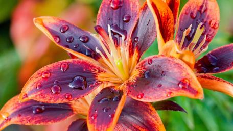 Vibrant Tiger Lily in Blooming Beauty wallpaper