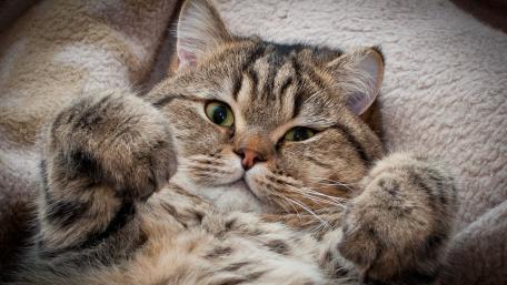 Playful Domestic Cat Relaxing On Soft Blanket wallpaper