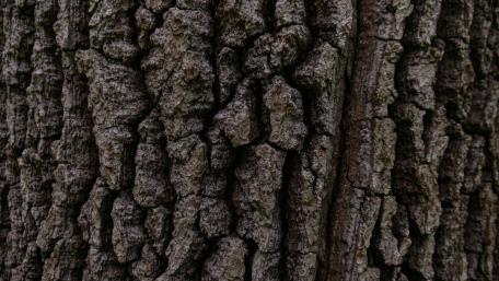 bark wallpaper