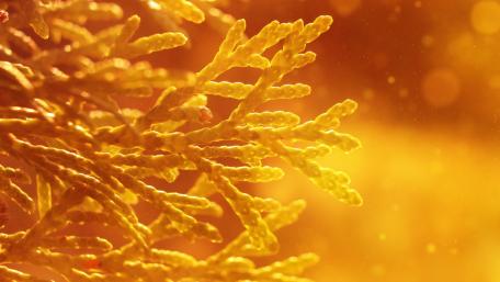 thuja wallpaper