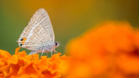 butterfly wallpaper