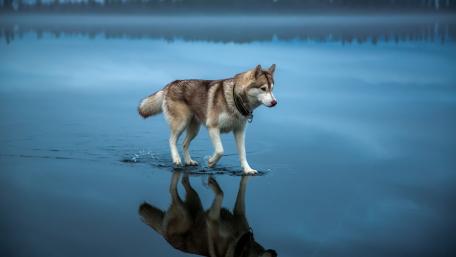 Husky Walking on Frozen Lake in Stunning Reflection wallpaper