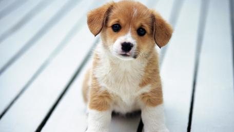 Adorable puppy sitting on the floor surface wallpaper