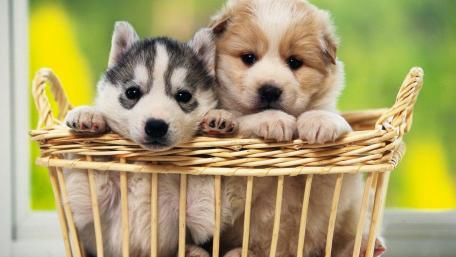 Adorable Puppies Cozy in a Basket wallpaper