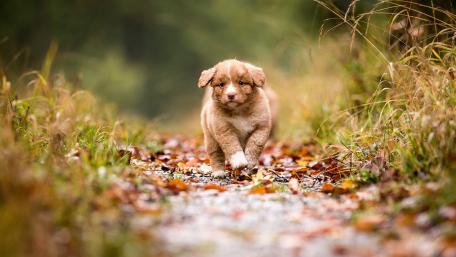 Adorable Puppy Playing in Nature wallpaper