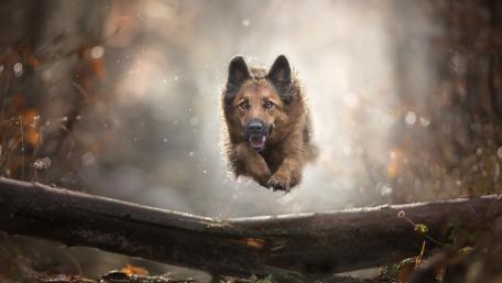 Majestic German Shepherd in Mid-Jump wallpaper