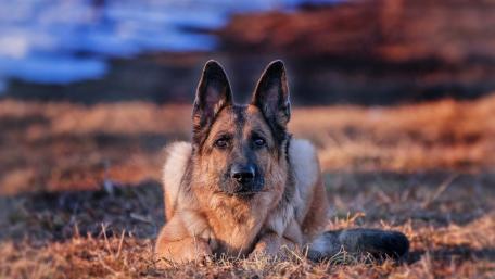 Majestic German Shepherd in Nature wallpaper