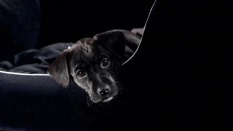 Perros wallpaper