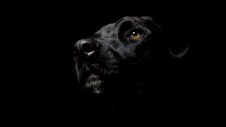 Majestic Black Dog Portrait in Darkness wallpaper