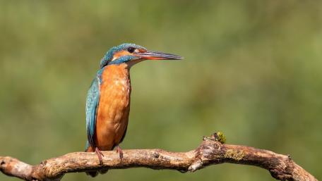 Kingfisher wallpaper