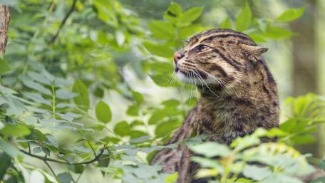 Elegant Wildcat in Lush Greenery wallpaper