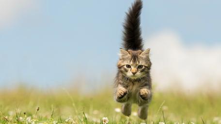 Playful Cat Leaping in the Meadow wallpaper