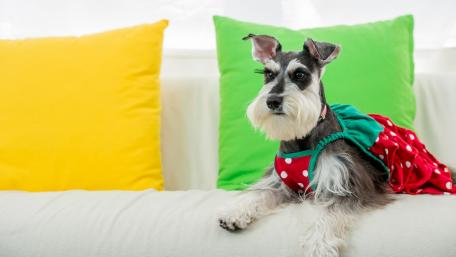 Adorable Miniature Schnauzer on Colorful Couch wallpaper