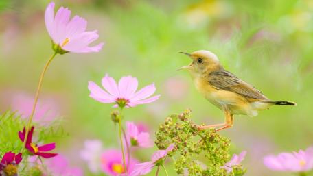 Charming Bird Amidst Cosmic Blooms wallpaper