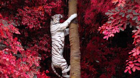 Majestic Tigers in a Vibrant Red Forest wallpaper